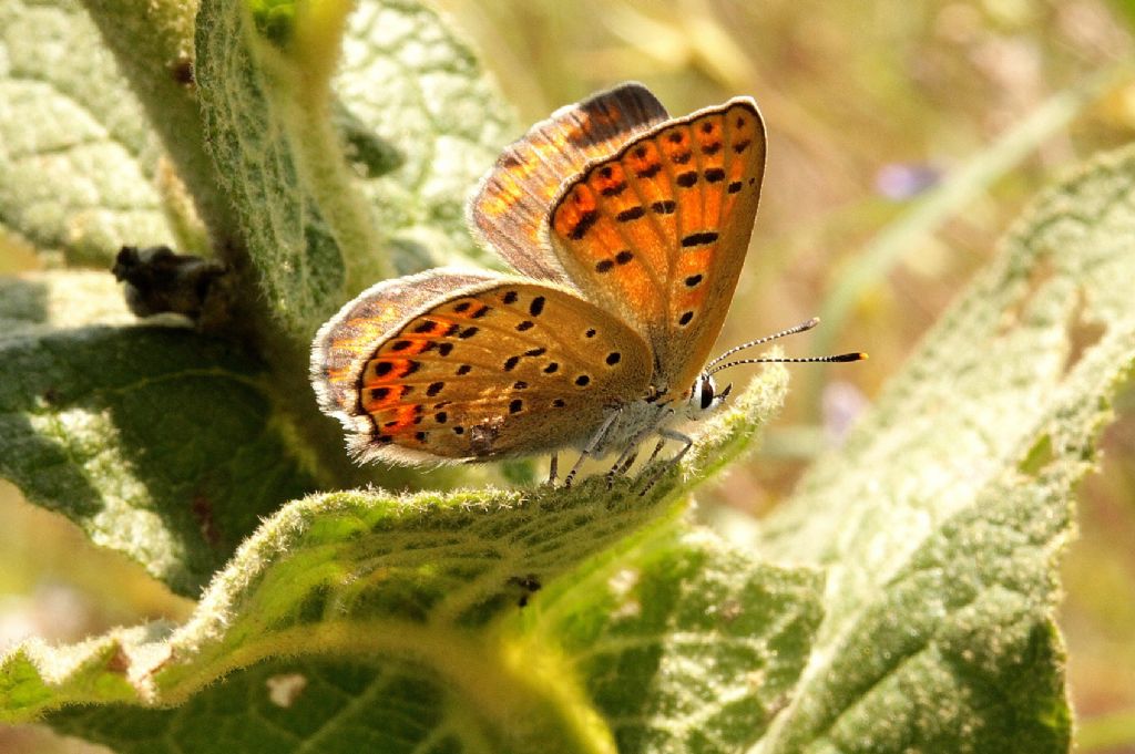 Lycaena tityrus?